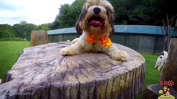 Patilere Ozgurluk Minik Dostlarimizi Eglencesinden Egitimine Her Sekilde Gonul Rahatligiyla Emanet Edebilecegimiz Oteller