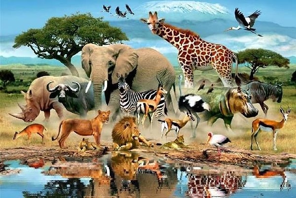 12. Самым быстрым животным на земле считается...