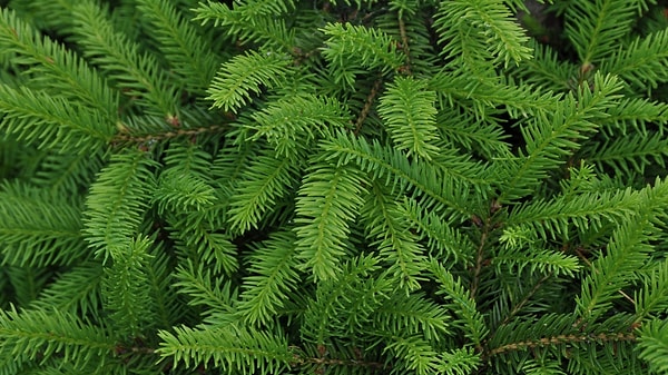 2. А что сразу вспоминается, вдыхая этот хвойный запах?