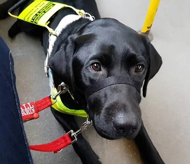 Görme Engelli Kadının Siyah Renkli Rehber Köpeği Olduğu İçin Otobüsten İnmesi İstendi