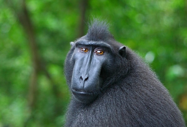 7. Какое из перечисленных слов обозначает примата из семейства мартышковых, являющегося близким родственником бабуина?