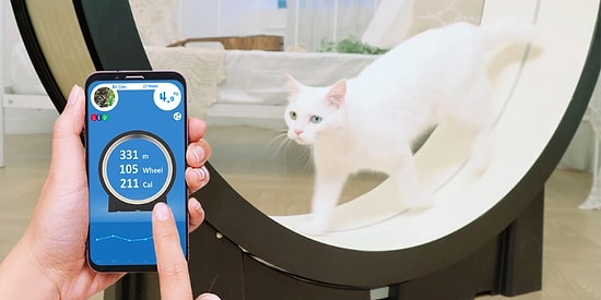 В Корее создали тренажер для толстых котиков