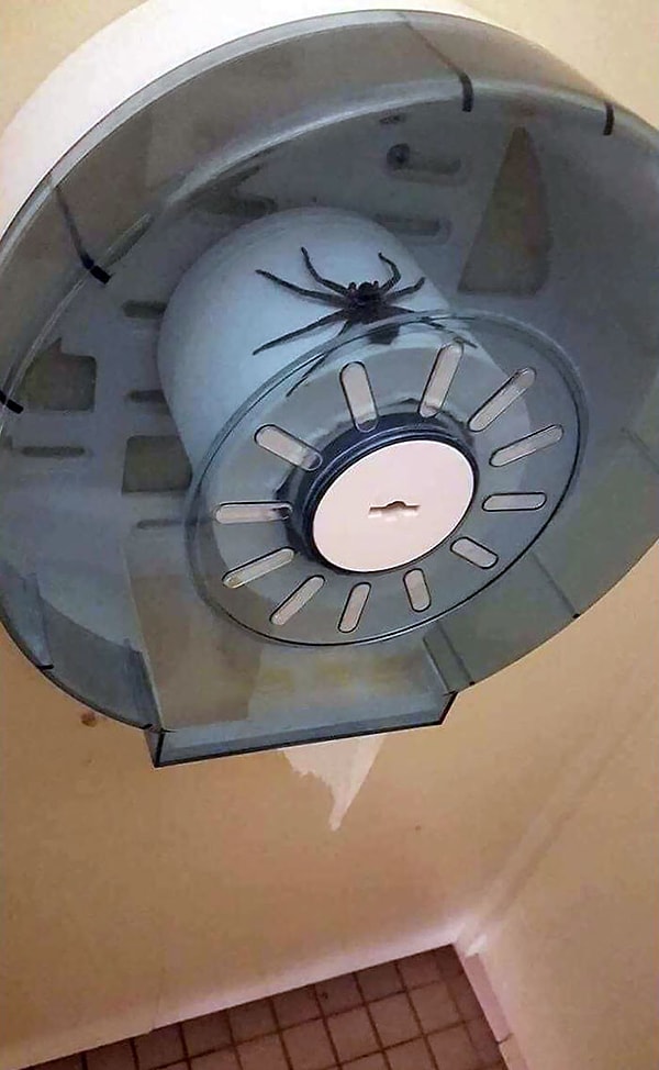 4. Паук на туалетной бумаге. Действительно безвыходная ситуация