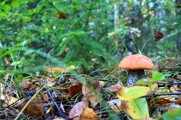 18. Бродить по лесу в течение 5-ти часов в поисках грибов кажется вам отличным времяпрепровождением.