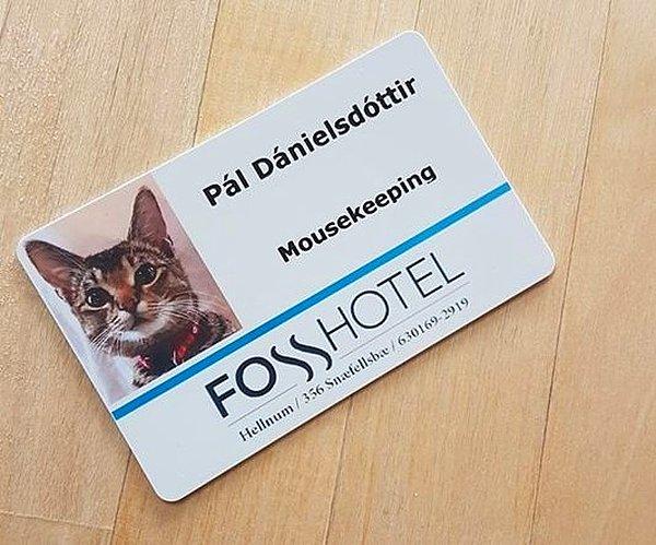 14. Otelde çalışan bir kedi bile var.