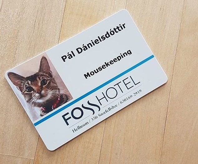 14. Otelde çalışan bir kedi bile var.