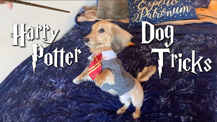 Harry Potter Büyüleriyle Eğitilen Köpeğin Kıskandıran Görüntüleri