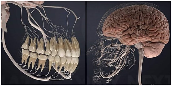 Damarlarımız 160 Bin Kilometre Uzunluğundadır! Aydınlanma Yaşamanıza Neden Olacak, Vücudumuzla İlgili 18 Harika Bilgi