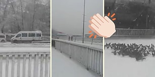 Zonguldak Belediyesi'nden Dünyayı Güzelleştiren Anons: 'Yoğun Kar Yağışı Nedeniyle Sokak Hayvanları İçin Uygun Yerlere Yemek Konulması Rica Olunur'