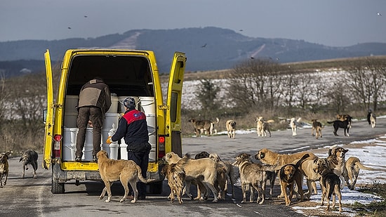 Fabrikasının Bahçesinde 2 Bin 500 Köpek Besliyor: 'Hayvanı Aç Olan İnsan Huzur Bulamaz'