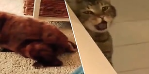 Evin Köpeği Gaz Çıkartınca Tepkisini Kusarak Gösteren Kedi