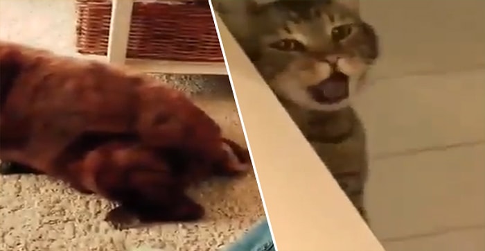 Evin Köpeği Gaz Çıkartınca Tepkisini Kusarak Gösteren Kedi