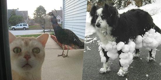 Are You Having A Bad Day? Here 18 Animals Having A Way Worse Day Than You!