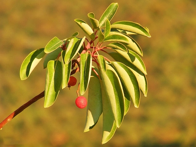 9. Sandal Ağacı