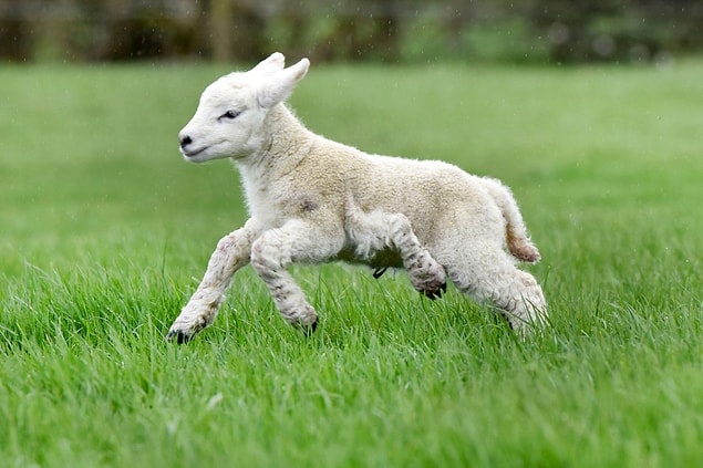 9. Five-legged lamb