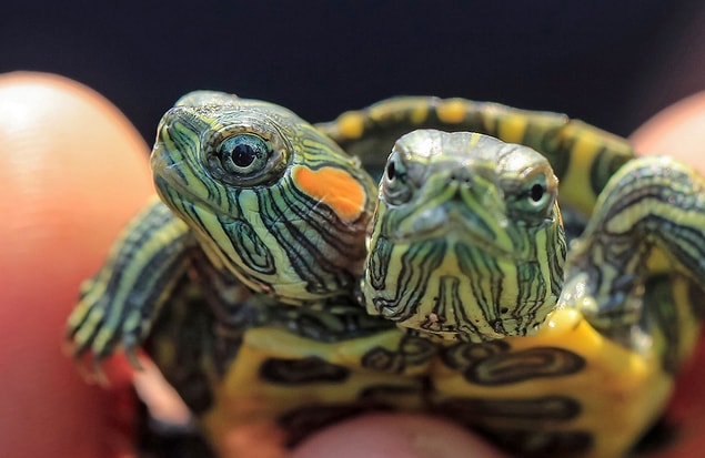 8. Two-headed turtle
