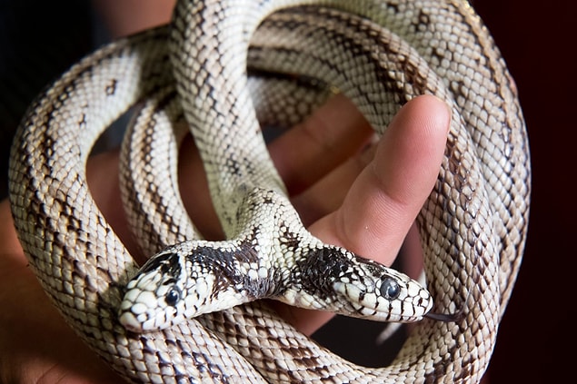 7. Double-headed snake