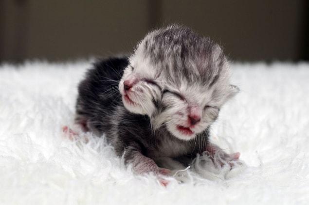 6. Double-headed kitten