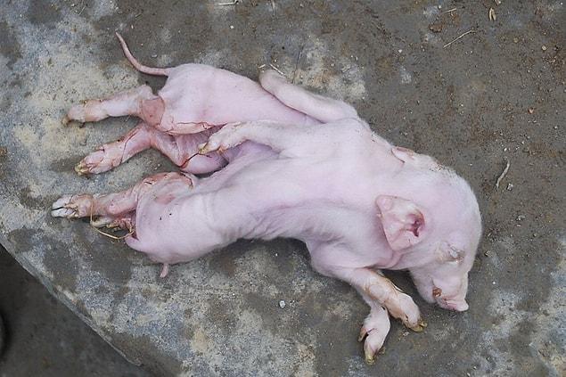 3. Conjoined piglets