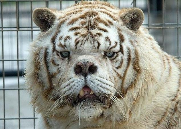 1. Tiger victim of inbreeding
