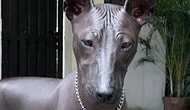 Görenlerin Heykel mi Yoksa Gerçek mi Ayırt Edemediği Köpek!