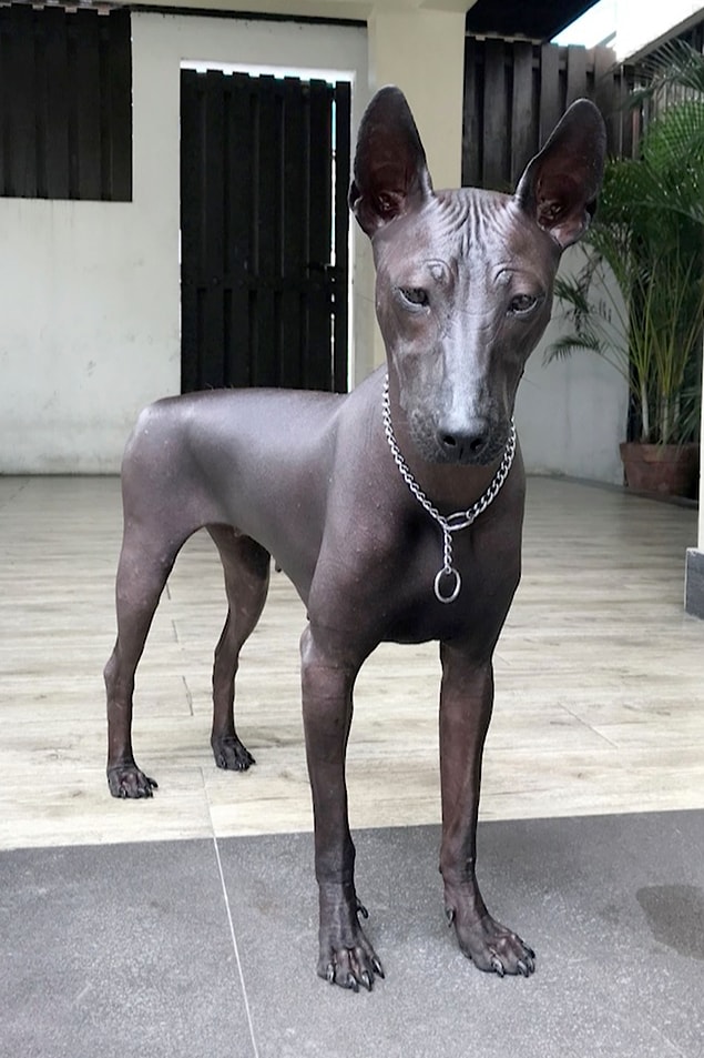 Fakat bunca beğeninin yanında, onlarca kez sorulan bir de soru vardı: "Köpek gerçek mi yoksa heykel mi?"