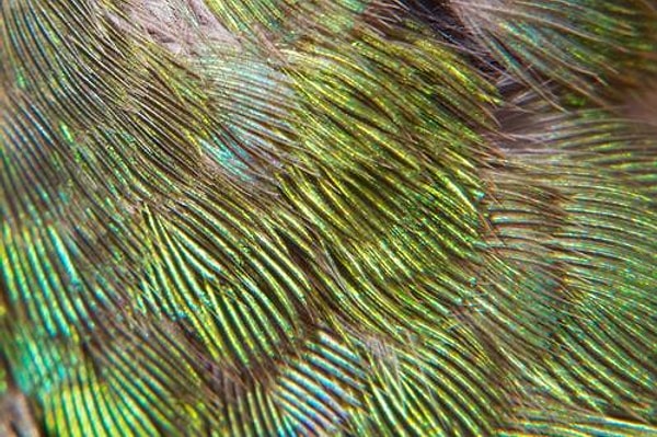 Переливающееся перо