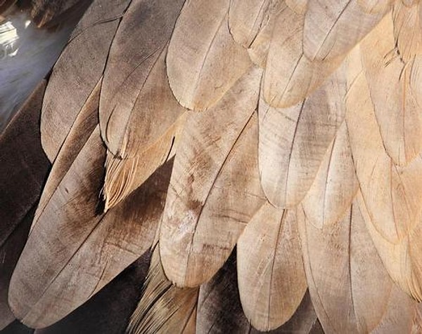 Классическое перо