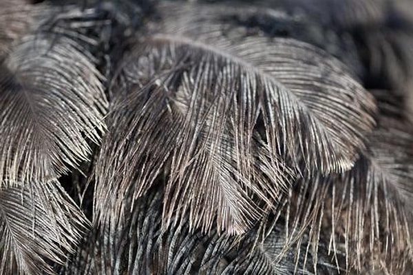 Пышное перо