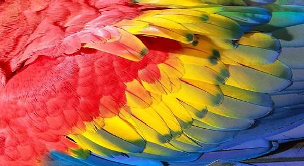 Разноцветное перо