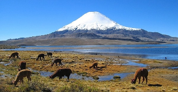 6. Самые крупные вулканы находятся на территории...