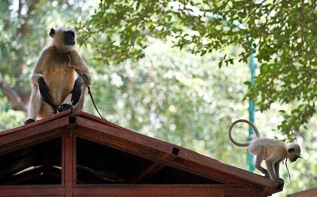 Maymunların çeşitli sebeplerle halkın, özellikle de varlıklı kesimin ilgisini çekmesi sonucu insanlar arasında doğan maymun sempatisi gittikçe büyüyordu.