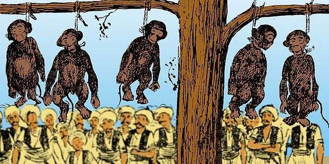 Tarihimizin Utanç Sayfası: Fuhuş Yapıyorlar Diyerek İstanbul'daki Tüm Maymunları İdam Ettiren Maymunkeş İmam