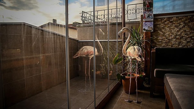 Dört gün sonra, fotoğraf çekmek için gittiği Karacabey Boğazı'nda yaralı bir flamingo ile karşılaştı