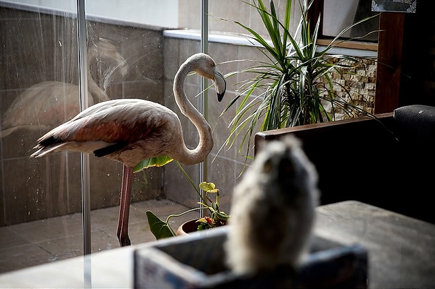'Eşim elimde flamingoyu görünce çok şaşırdı'