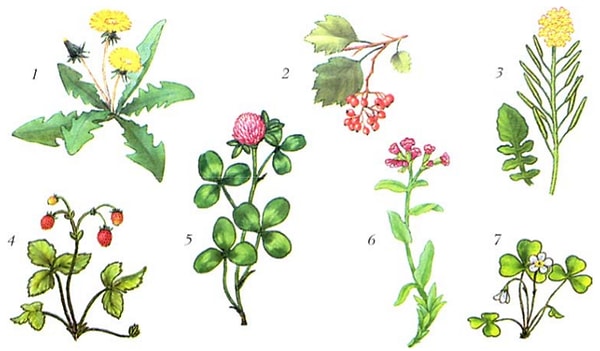 5. Растения — это…