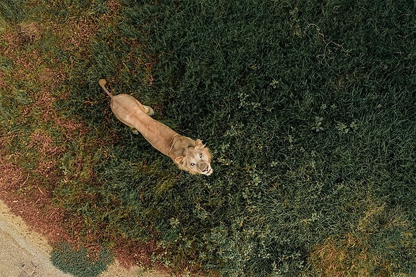 6. "Лев против дронов"