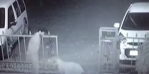Gece Yarısı Titreyerek Yanına Gelen Köpeğe Montunu Veren Güvenlik Görevlisi