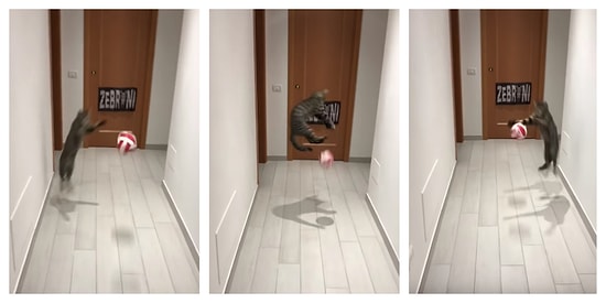 В Риме живет футбольный кот, который не пропускает ни одного мяча