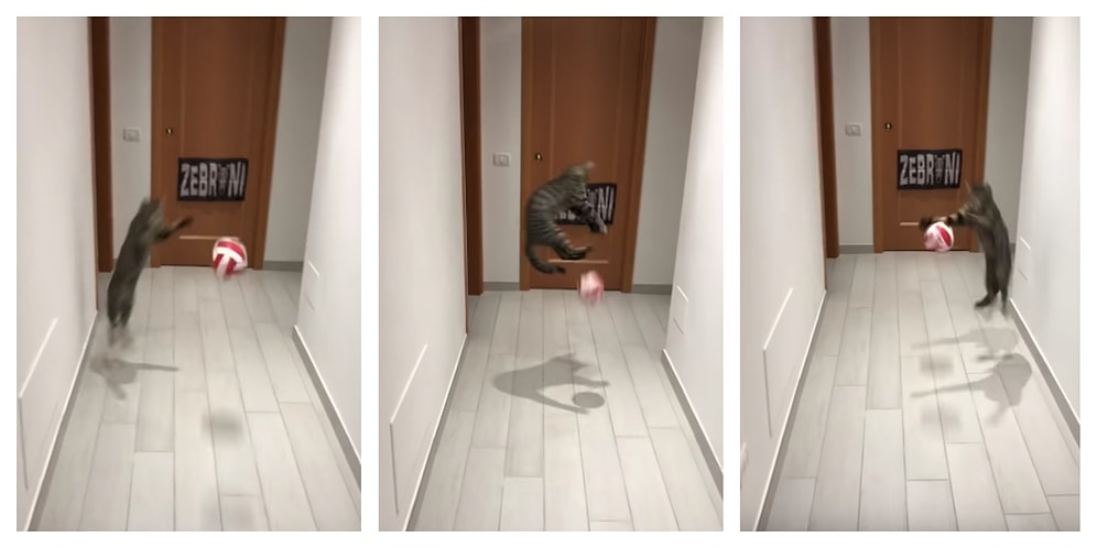 В Риме живет футбольный кот, который не пропускает ни одного мяча