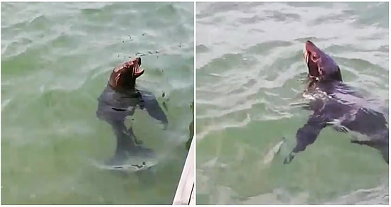 Bodrum'da Görüntülendi, Yunus Gösteri Merkezinden Kaçtığı Ortaya Çıktı: Karşınızda 'Firari Fok' Çiko