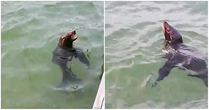 Bodrum'da Görüntülendi, Yunus Gösteri Merkezinden Kaçtığı Ortaya Çıktı: Karşınızda 'Firari Fok' Çiko