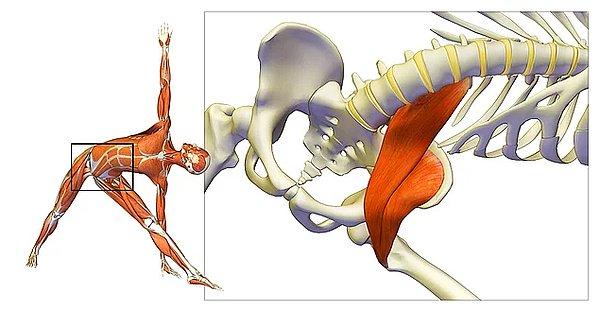 Kalça kemiğine yakın bir bölgede bulunan psoas kası; hareket, denge, eklem fonksiyonları, esneklik ve diğer tüm bedensel özellikleri doğrudan veya dolaylı şekilde etkiliyor.