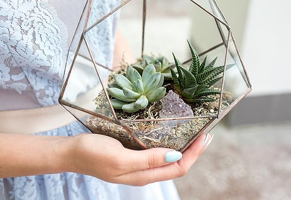 9. Террариум?