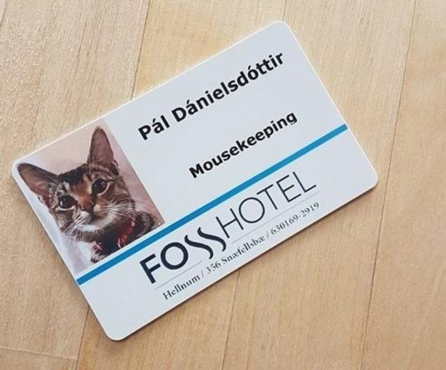 1. In Iceland, every cat has a regular job!