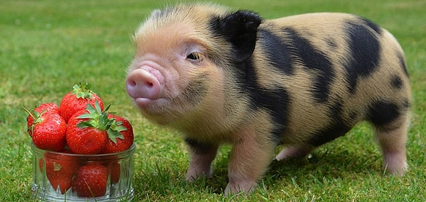 5. Теперь выберите животное.