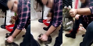 Kediyi Dakikalarca Sopayla Dövdü: Eziyet Her Yerde, Peki Hayvan Hakları Yasası Nerede?