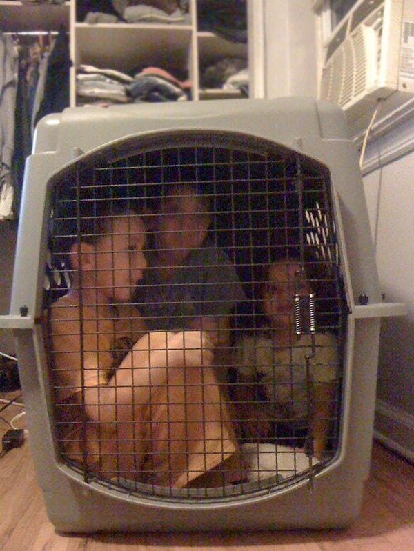 14. «Сестра попросила меня посидеть с ее детьми. Как считаете, я справляюсь?»