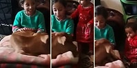 Buzağıyı Bacağında Sallayarak Uyutmaya Çalışan Ufaklık