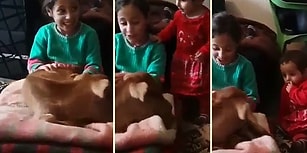 Buzağıyı Bacağında Sallayarak Uyutmaya Çalışan Ufaklık